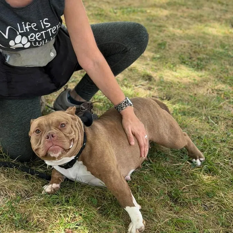 An adult medium-sized female American Staffordshire Terrier dog named Petunia for adoption in O'Fallon, MO
