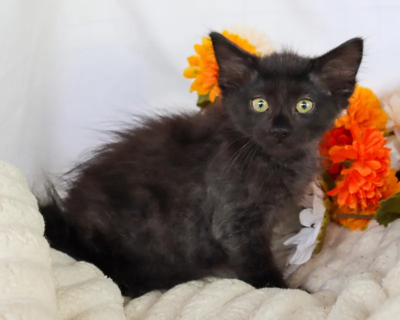 A baby small-sized female Black Domestic Medium Hair cat named Heidi for adoption in Ocean Springs, MS