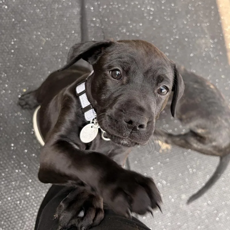 A baby small-sized female Black Mixed Breed dog named Mia for adoption in Marshall, VA