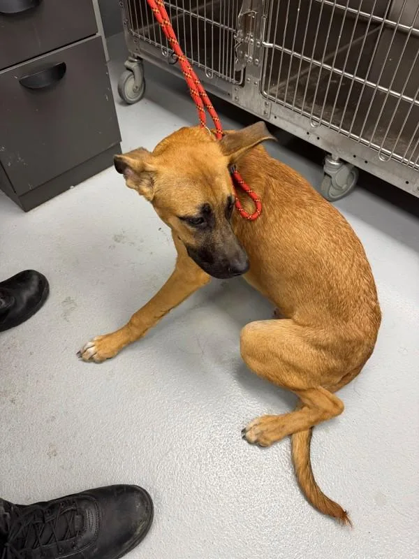 A young medium-sized male Labrador Retriever dog named Nc for adoption in Lawrenceville, GA