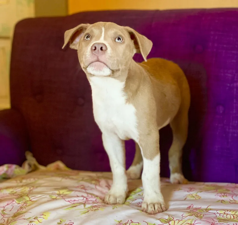 A baby large-sized male Terrier dog named Bully Lonestar for adoption in Rockaway, NJ