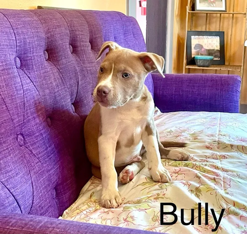 Bully Lonestar thumbnail 3