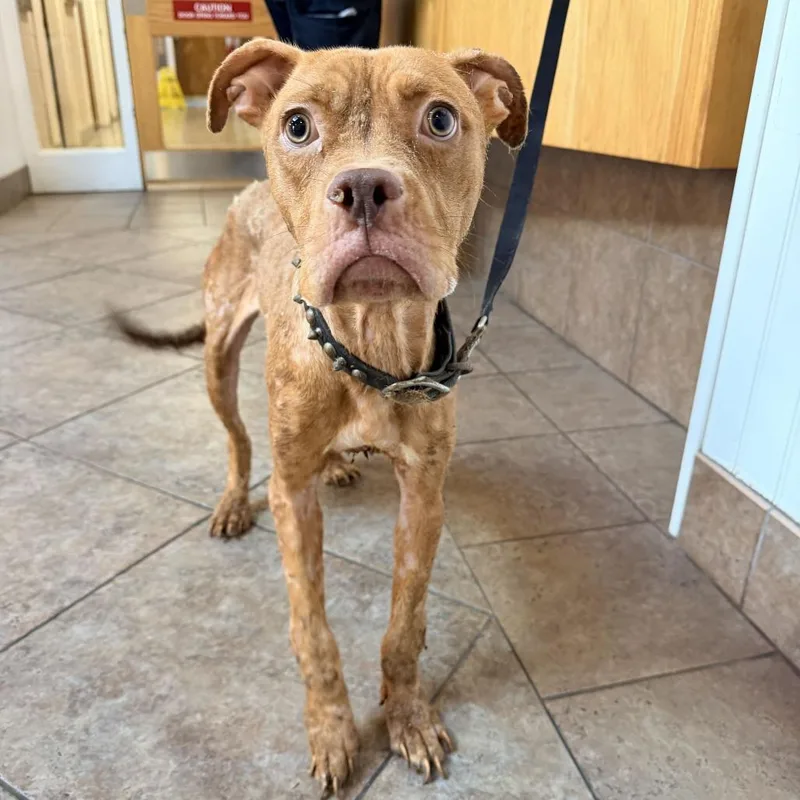 An adult medium-sized female American Staffordshire Terrier dog named MONTStray for adoption in Perkiomenville, PA