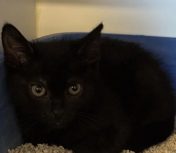 A baby small-sized female Domestic Short Hair cat named Acai for adoption in El Cajon, CA