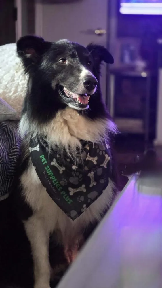 An adult medium-sized male Australian Shepherd dog named Toby for adoption in Ringwood, IL