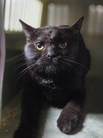 An adult medium-sized male Domestic Short Hair cat named Thomsonite for adoption in Westland, MI