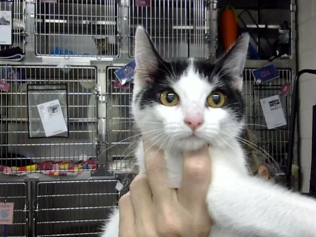 A baby large-sized male Domestic Short Hair cat named Jesse for adoption in Pasadena, TX
