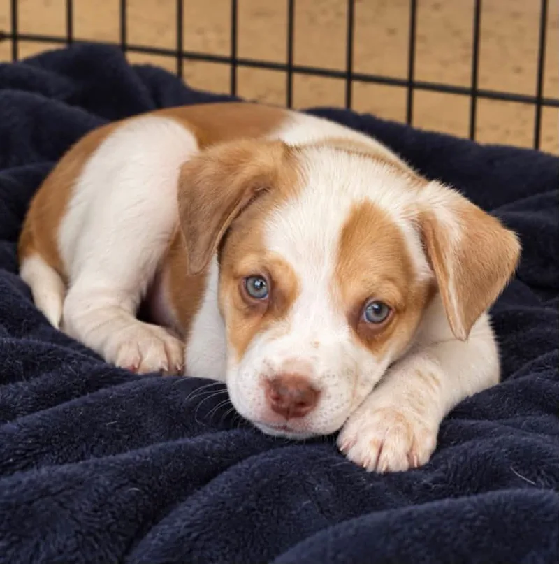 A baby medium-sized female Boxer dog named Thelma for adoption in Kansas City, KS