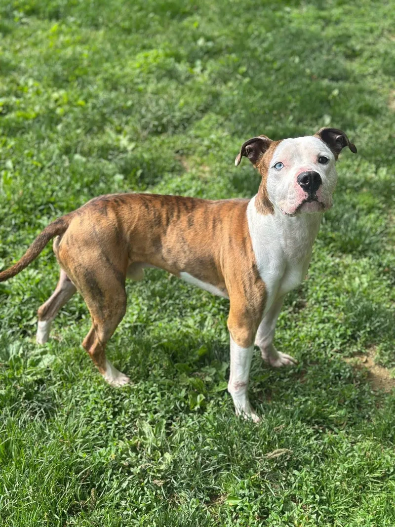An adult medium-sized male Brindle Pit Bull Terrier dog named Sonny for adoption in Myerstown, PA