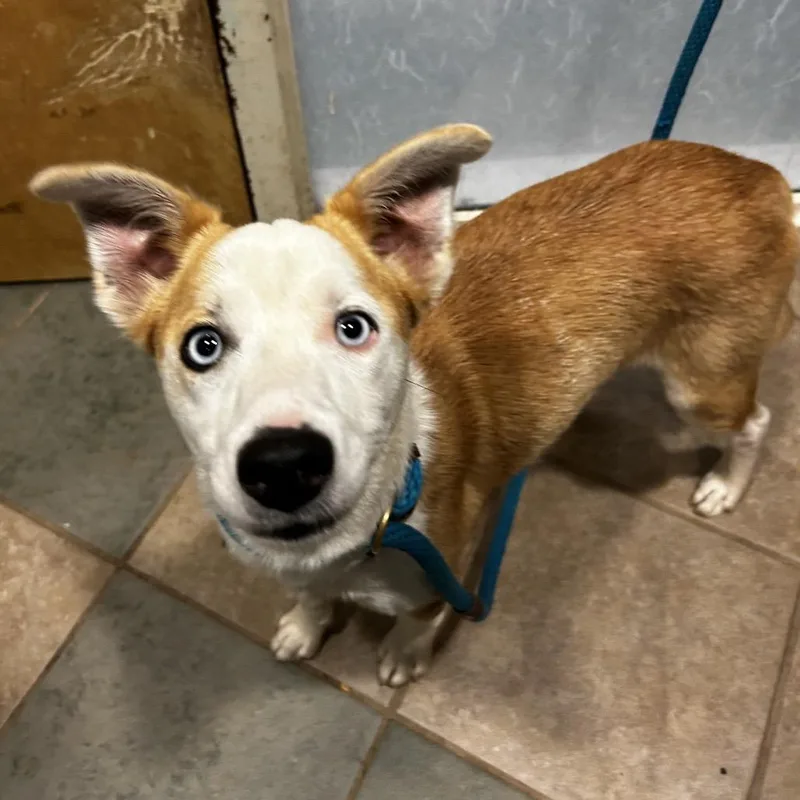 A young small-sized female White / Cream Mixed Breed dog named Clio for adoption in Chattanooga, TN