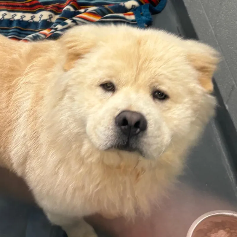 An adult medium-sized male White / Cream Mixed Breed dog named Aslan for adoption in Allentown, PA