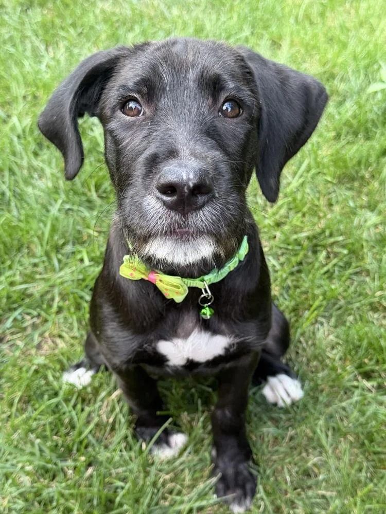 A baby large-sized female Black Labrador Retriever dog named Jam for adoption in New Albany, OH