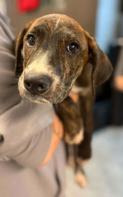A young medium-sized female Mountain Cur dog named Samantha for adoption in Bowling Green, KY