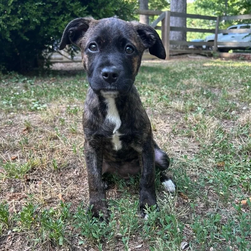 Maude