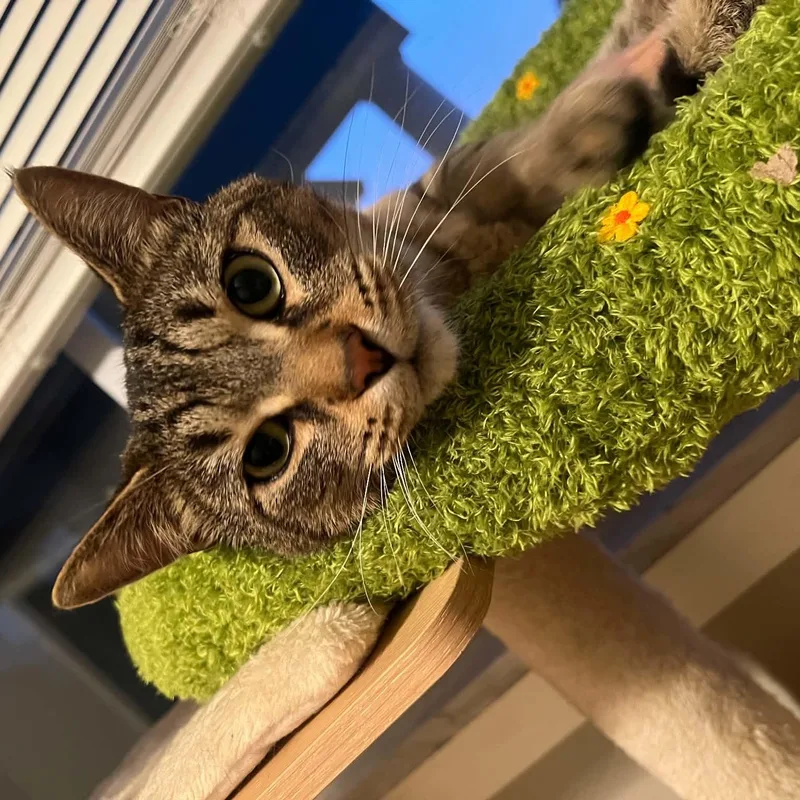 A young medium-sized male Tabby (Brown / Chocolate) Domestic Short Hair cat named Loki for adoption in Royal Oak, MI