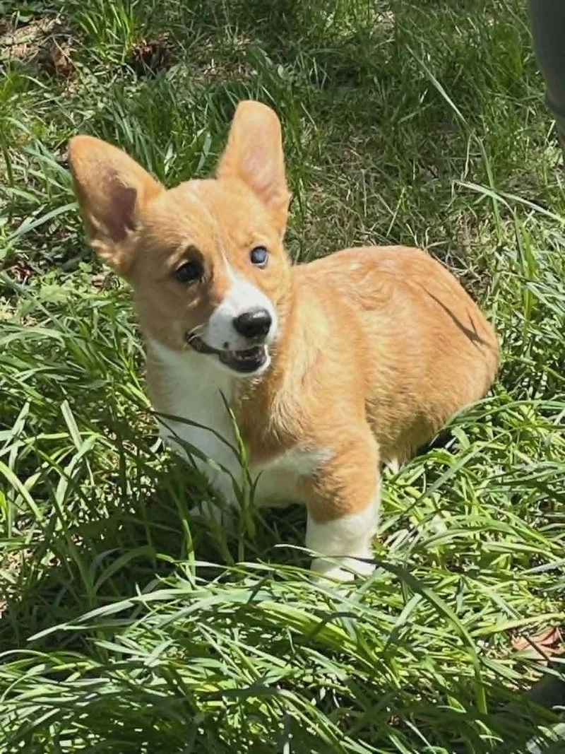 A baby small-sized female Pembroke Welsh Corgi dog named Cordelia for adoption in Havertown, PA