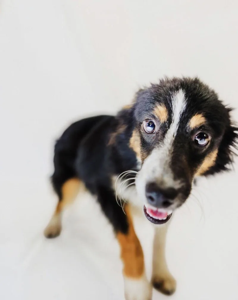 A baby medium-sized male Australian Shepherd dog named Gus for adoption in York, SC
