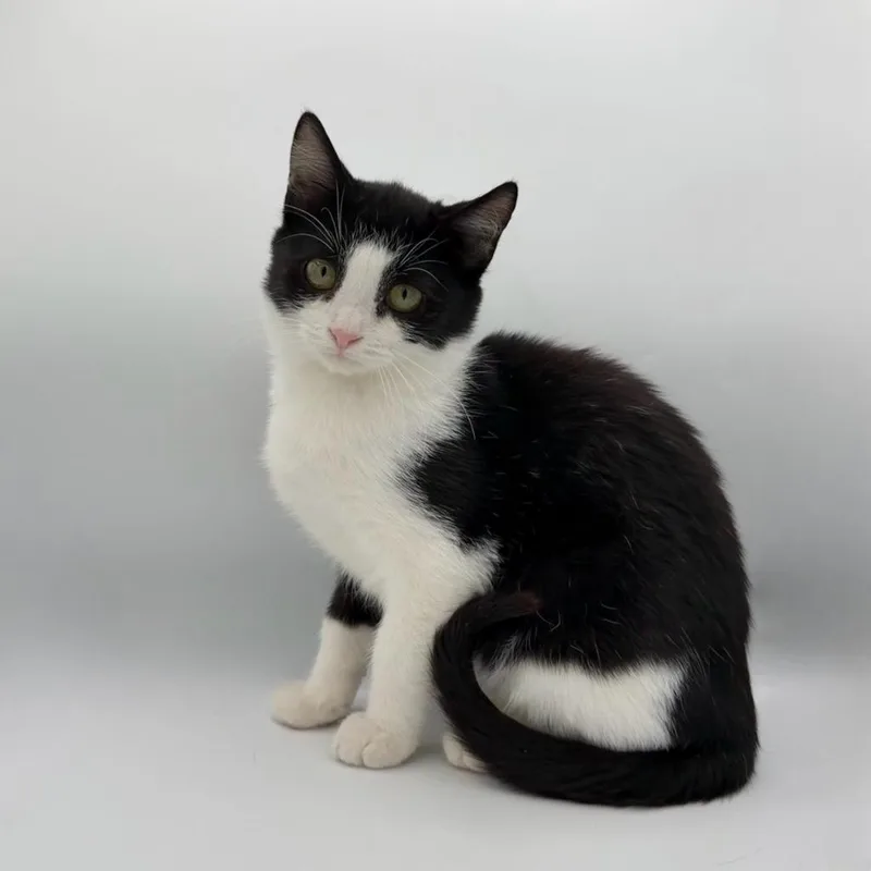 A baby medium-sized male Domestic Medium Hair cat named Azrael for adoption in State College, PA