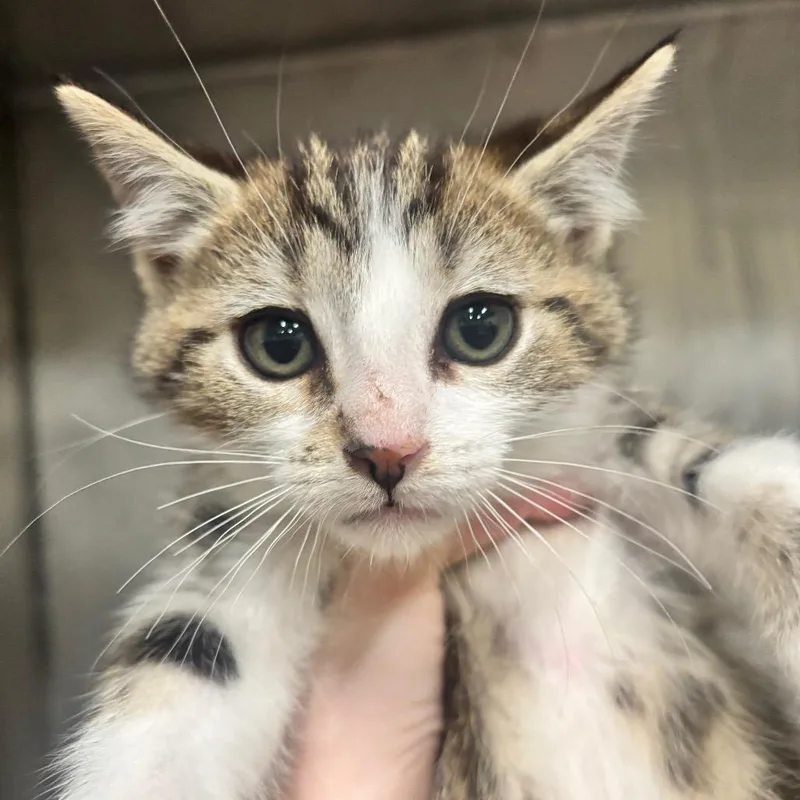 A baby small-sized male Torbie Domestic Short Hair cat named Lotus C for adoption in Napoleon, OH