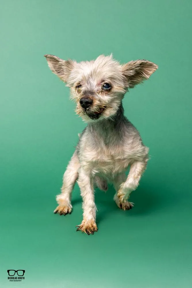 A senior small-sized male Yorkshire Terrier dog named Gizmo for adoption in Palatine, IL