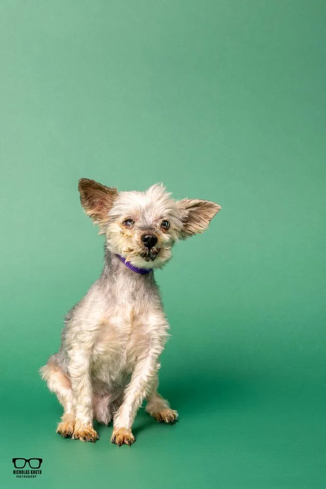 Gizmo thumbnail 5