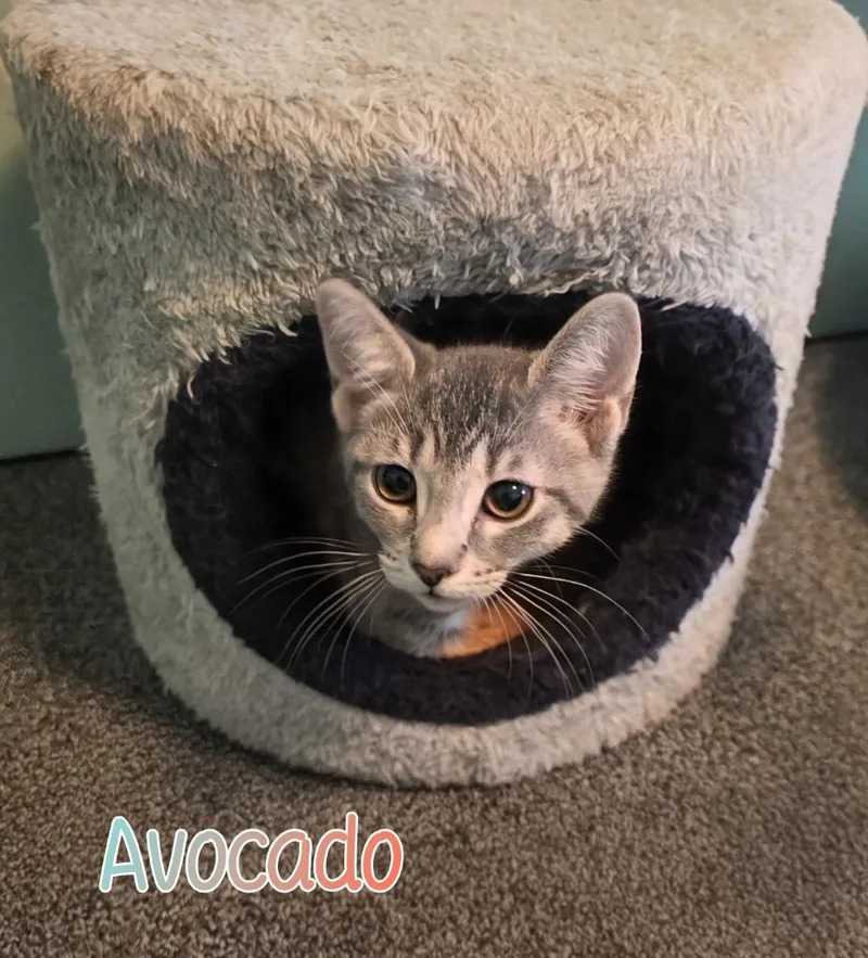 A baby small-sized male Domestic Short Hair cat named Avocado for adoption in Port Clinton, OH