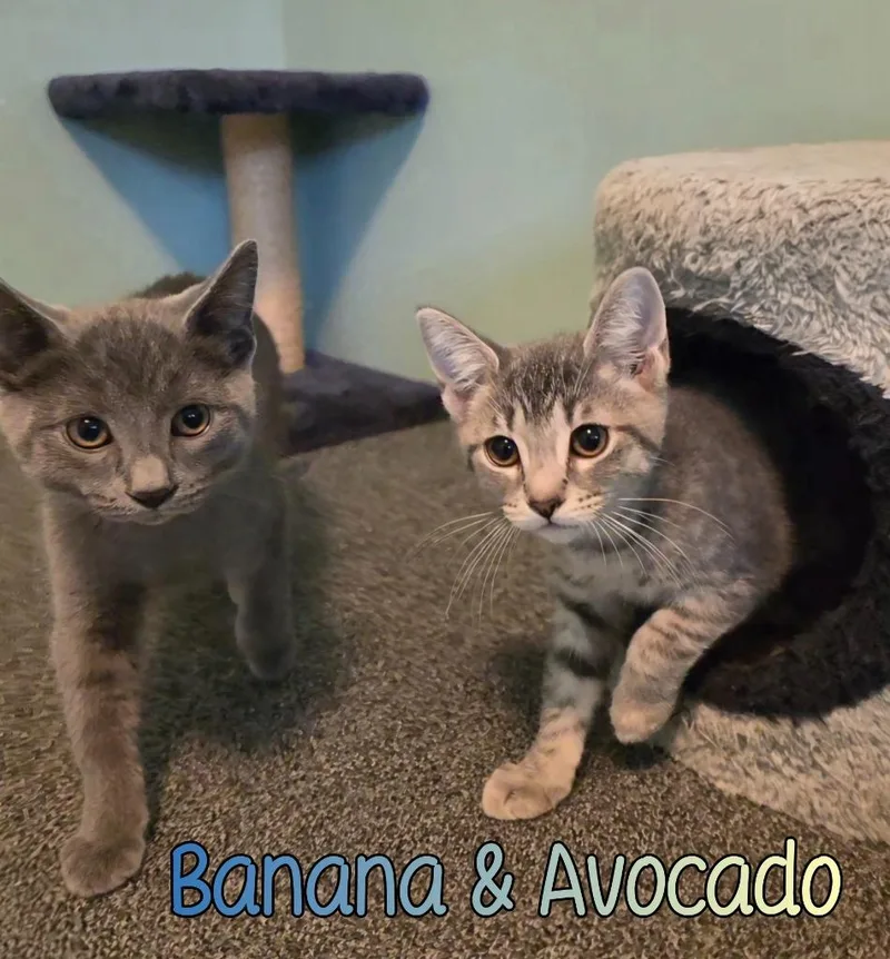 Avocado thumbnail 2