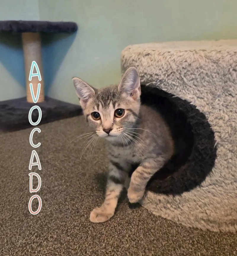 Avocado thumbnail 3
