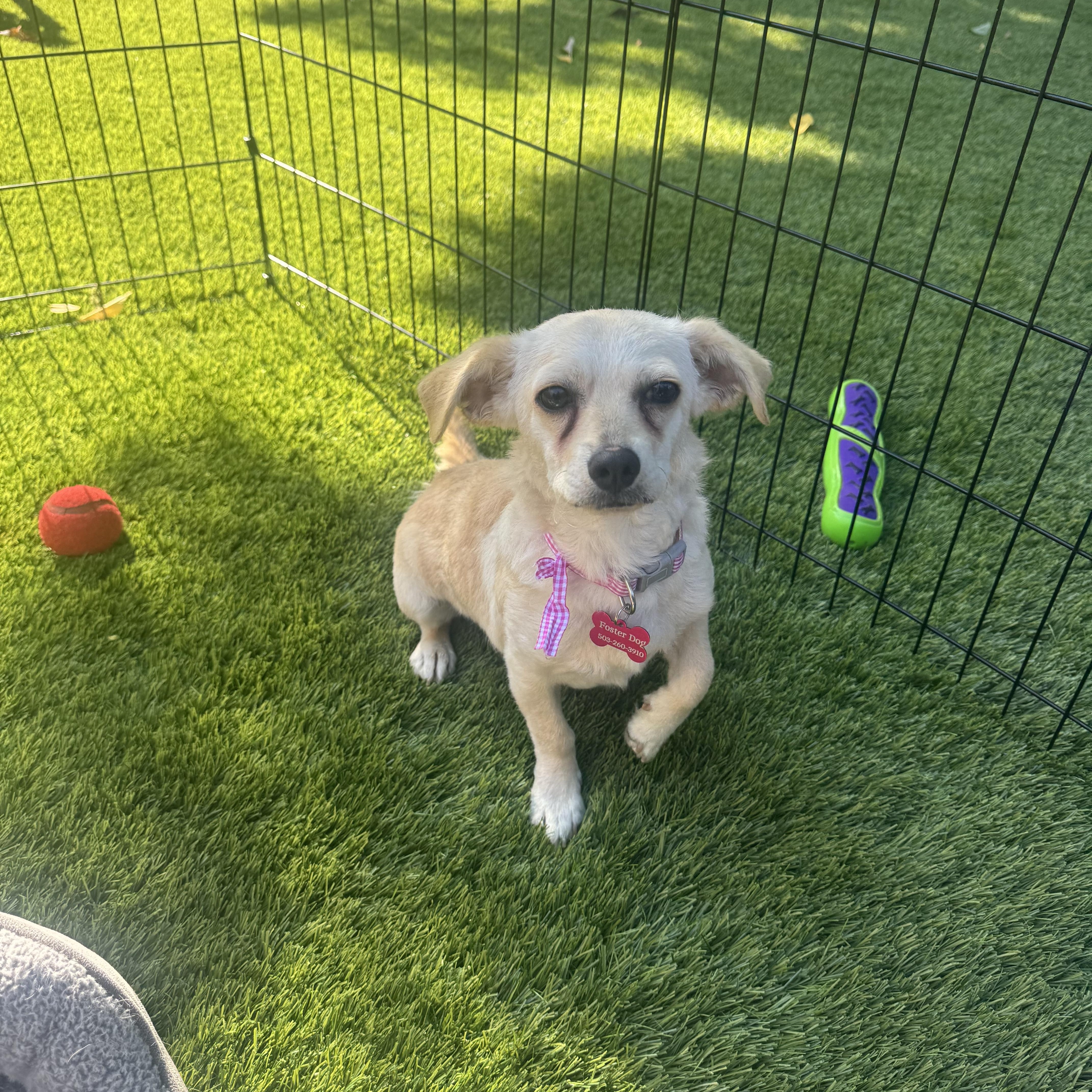 A young small-sized female Chihuahua dog named Dolly for adoption in Amity, OR