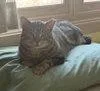 A young large-sized male Domestic Short Hair cat named Apollo for adoption in Evergreen, CO