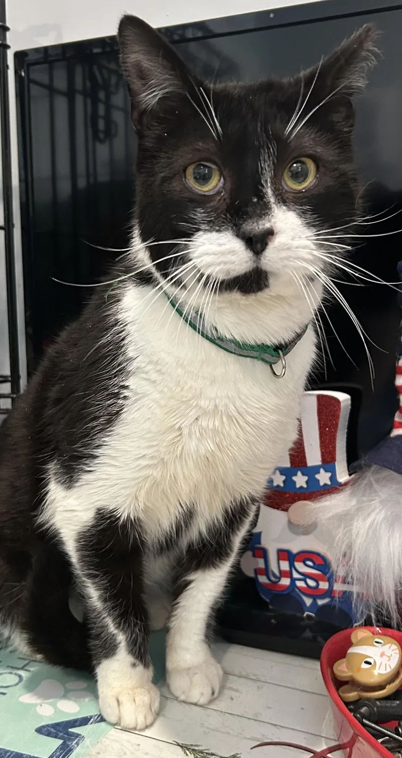 A young medium-sized male Domestic Short Hair cat named Buddy for adoption in Sayville, NY