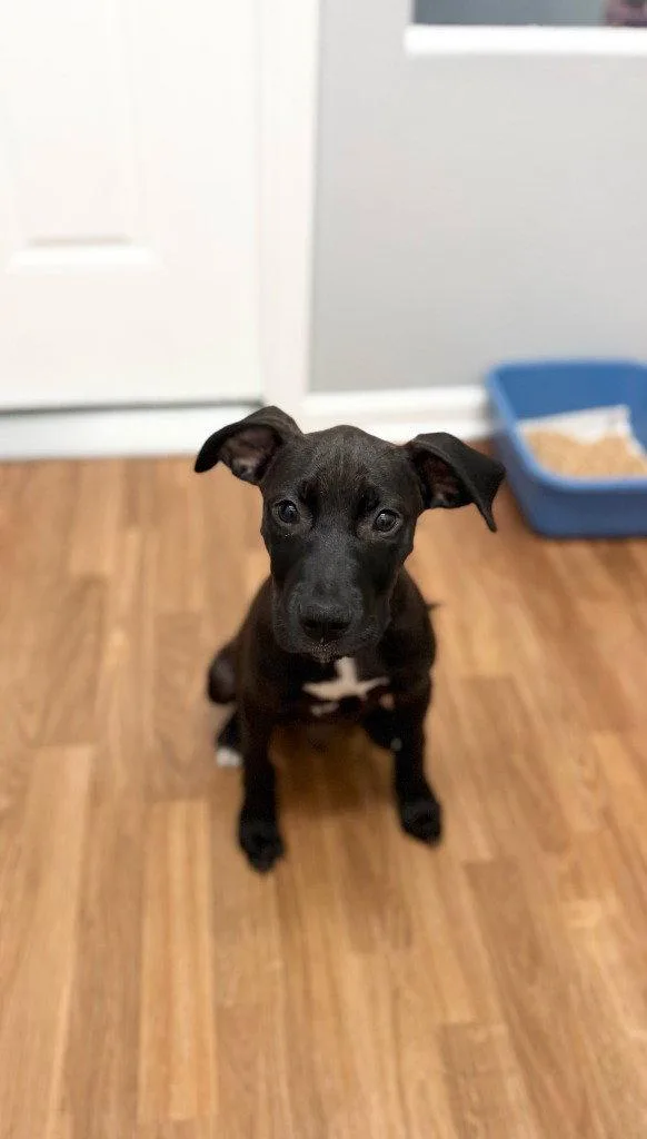 A baby small-sized male Terrier dog named Odin for adoption in Lovingston, VA