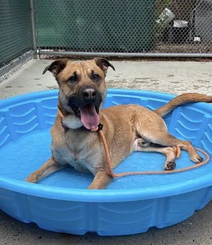 An adult medium-sized male Mixed Breed dog named Goose for adoption in Westbrook, ME