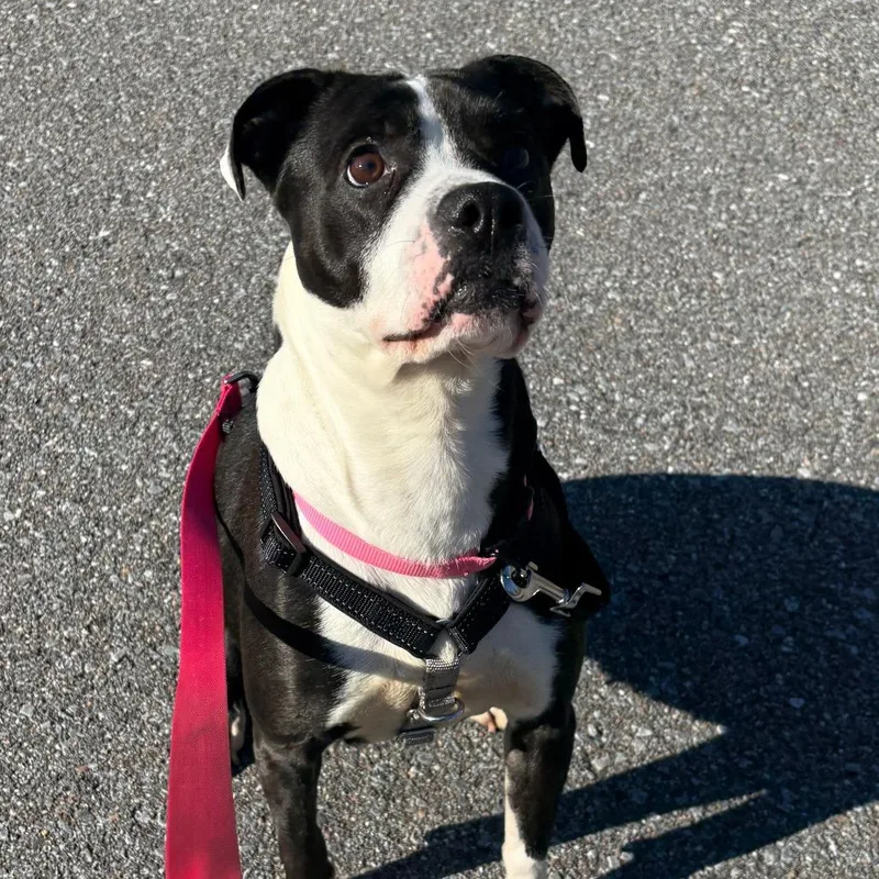 An adult medium-sized female Black Mixed Breed dog named Oreo for adoption in South Burlington, VT