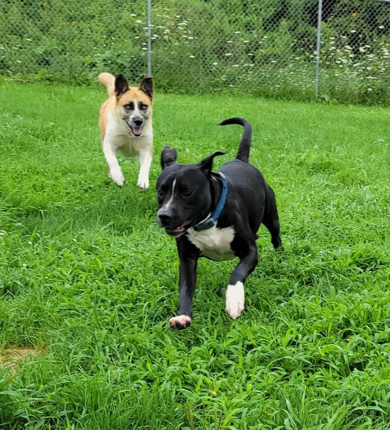 A young large-sized male Black Pit Bull Terrier dog named Bruiser for adoption in Lisbon, OH