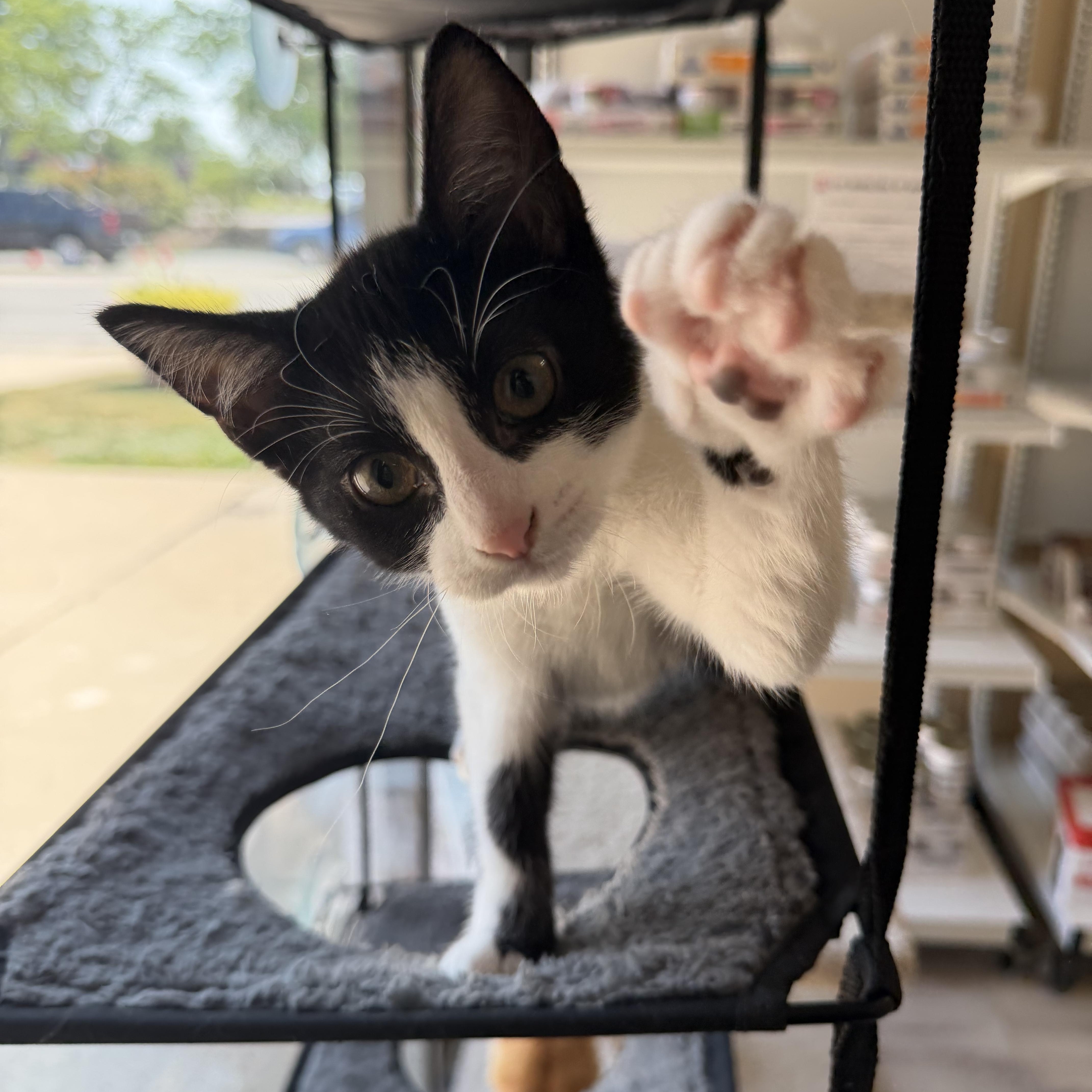A baby medium-sized male Black & White / Tuxedo Domestic Short Hair cat named Owen for adoption in Madison, WI