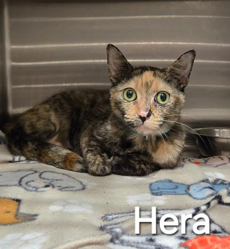 A young medium-sized female Domestic Short Hair cat named Hera for adoption in Sidney, OH