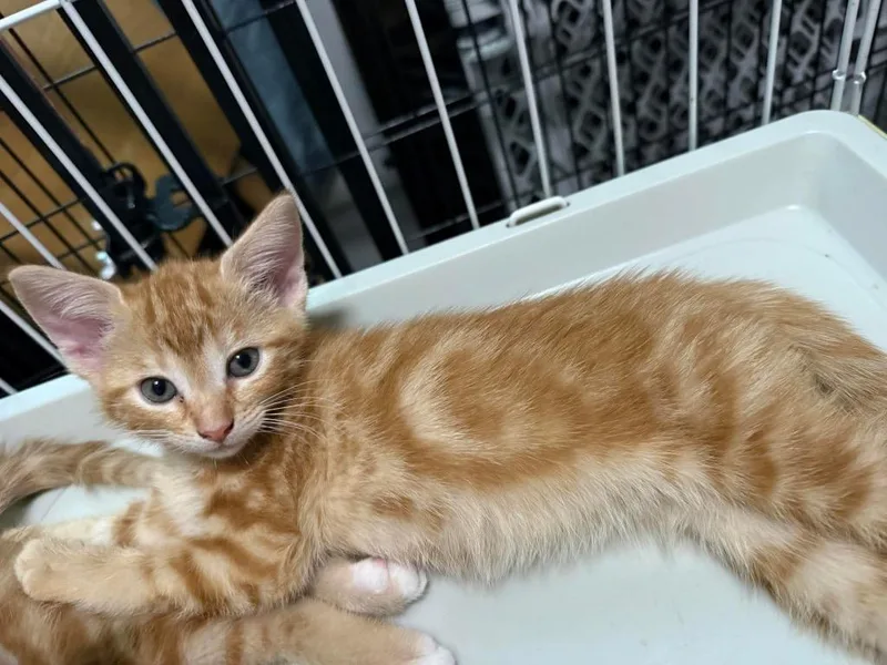 A baby small-sized female Domestic Short Hair cat named Toast for adoption in Tampa, FL