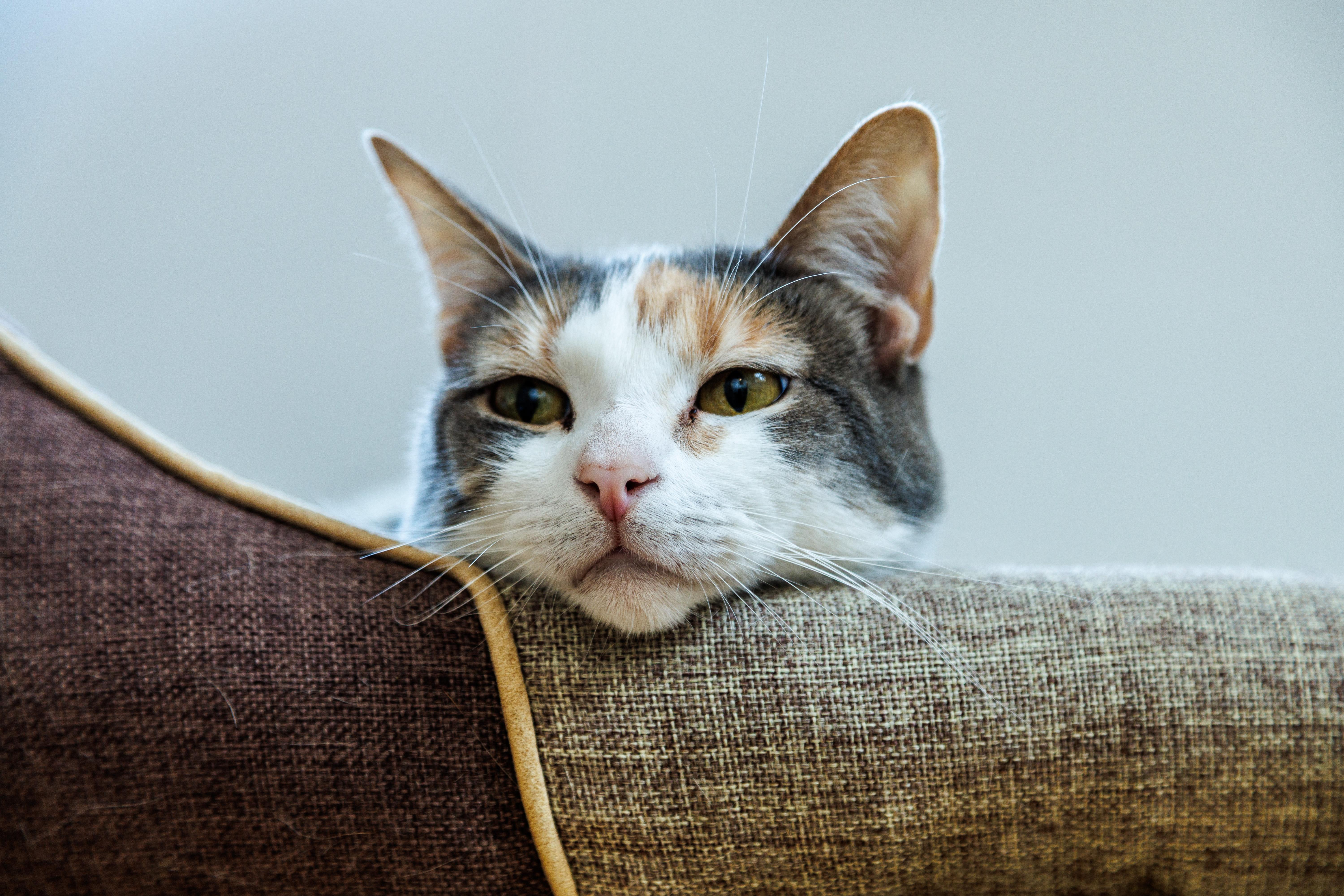 A young small-sized female Domestic Short Hair cat named Luna for adoption in Chester Springs, PA