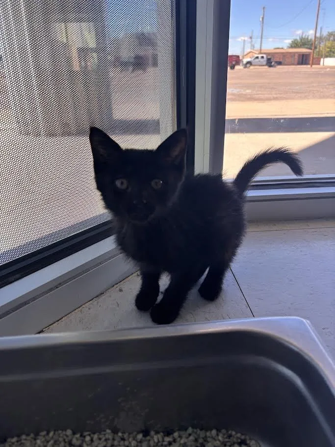 A young medium-sized male Black Domestic Short Hair cat named Frazier for adoption in Hobbs, NM