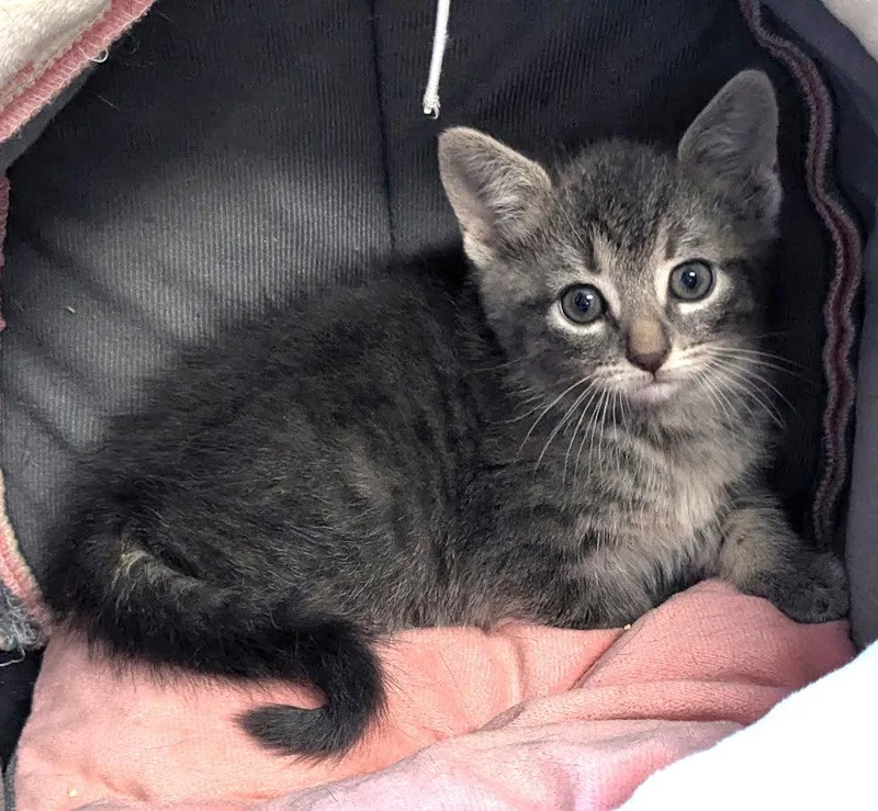 A baby medium-sized male Domestic Medium Hair cat named Riddock for adoption in Albemarle, NC