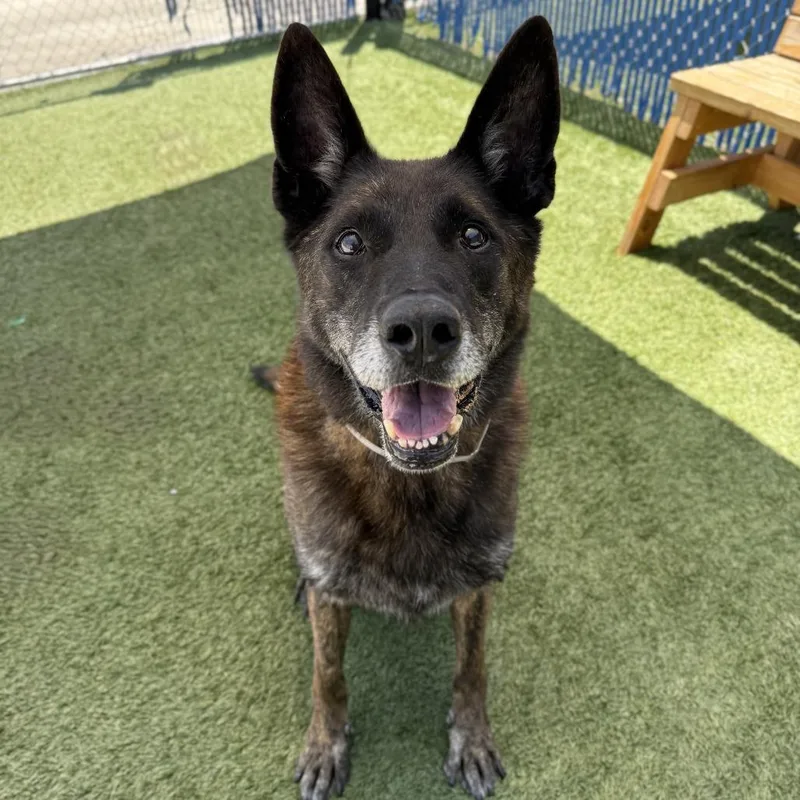 A senior large-sized male Black German Shepherd Dog dog named Turbo for adoption in Long Beach, CA
