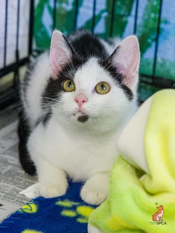 A baby small-sized male Domestic Short Hair cat named Steer for adoption in Roanoke, VA