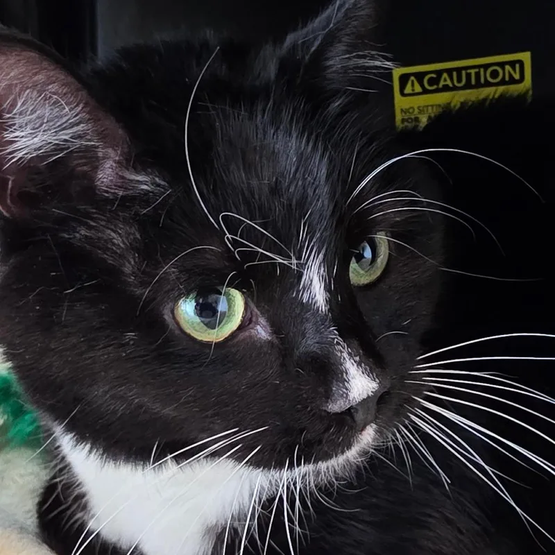 An adult large-sized female Black Domestic Short Hair cat named Calamity for adoption in Port Angeles, WA