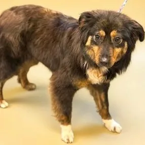 An adult medium-sized female Tricolor (Brown, Black, & White) Australian Shepherd dog named Prancy for adoption in Collegeville, PA