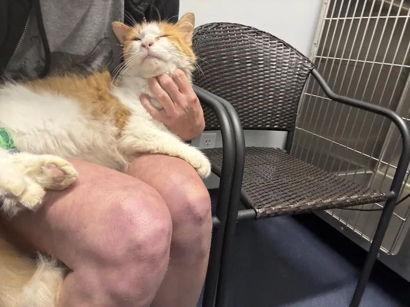 An adult medium-sized female Orange & White Domestic Long Hair cat named Juno for adoption in Saint Augustine, FL