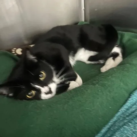 Luna Lee And Lola thumbnail 2