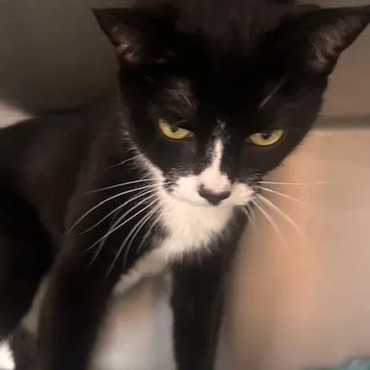 Luna Lee And Lola thumbnail 3