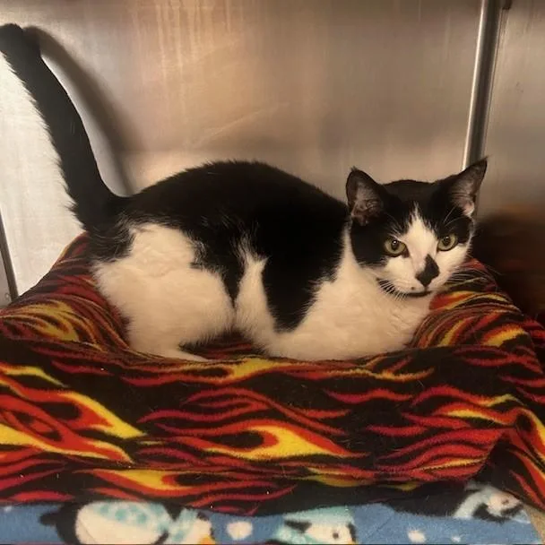 Luna Lee And Lola thumbnail 6