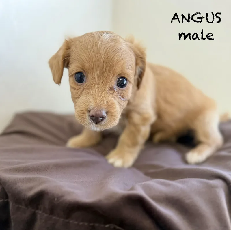 Angus thumbnail 2